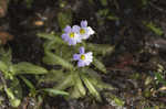 Southern butterwort